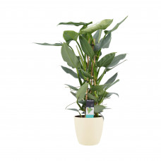 Decorum Philodendron Grey  - Pyramide in ELHO Round (soap)