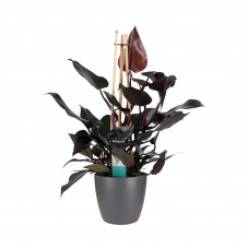 Decorum Philodendron Ruby  - Pyramide in ELHO Round (antraciet)