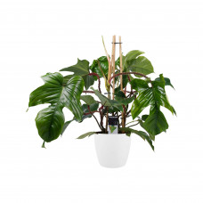 Decorum Philodendron Squamiferum  - Pyramide in ELHO Round (wit)