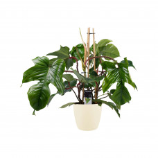 Decorum Philodendron Squamiferum  - Pyramide in ELHO Round (soap)