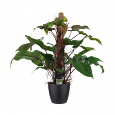 Decorum Philodendron Red Emerald met ELHO brussels black