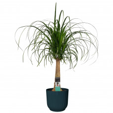 Decorum Beaucarnea in ELHO Vibes Blauw