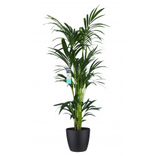 Decorum XL Kentia Palm in ELHO Brussels pot (zwart)