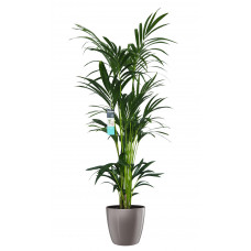 Decorum XL Kentia Palm in ELHO Brussels Diamond (Oyster Pearl)