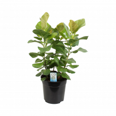 Ficus benghalensis Sunshine