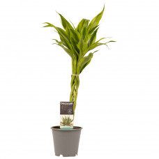 Decorum Dracaena Sandriana gold