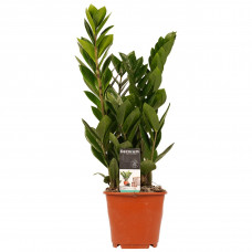 Decorum Zamio Culcas