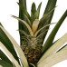 Decorum Ananas Champaca