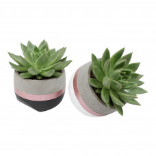 Duo Echevaria Miranda in hang-over pot