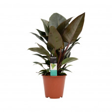 Decorum Philodendron Congo Rojo