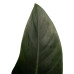 Decorum Philodendron Congo Rojo  in ELHO sierpot Brussels (Wit)