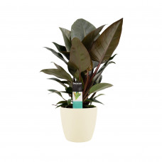 Decorum Philodendron Congo Rojo  in ELHO sierpot Brussels (soap)