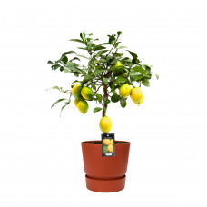 Citrus Meyer in ELHO outdoor sierpot Greenville Rond (brique)