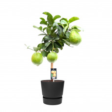 Citrus Maxima op stam in ELHO outdoor sierpot Greenville Rond (zwart)