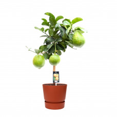 Citrus Maxima op stam in ELHO outdoor sierpot Greenville Rond (brique)