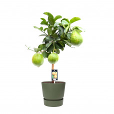 Citrus Maxima op stam in ELHO outdoor sierpot Greenville Rond (groen)