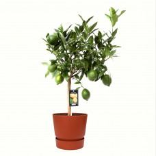 Citrus Green Lime in ELHO outdoor sierpot Greenville Rond (brique)