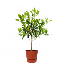 Citrus Hystrix in ELHO outdoor sierpot Greenville Rond (brique)