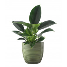 Philodendron Green Princess in Bergamo keramiek (groen)