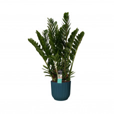 Decorum Zamioculcas in Elho Vibes Fold Rond sierpot (diepblauw)