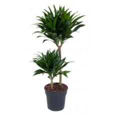 Dracaena Comp 045-15