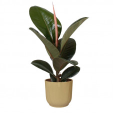 Ficus Robusta in ELHO Vibes Fold sierpot (botergeel)