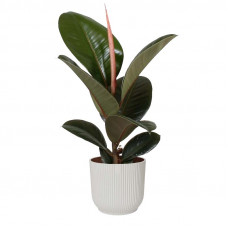 Ficus Robusta in ELHO Vibes Fold sierpot (zijdewit)