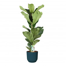 Ficus Lyrata in ELHO sierpot Vibes Fold Round (diepblauw)