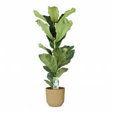 Ficus Lyrata in ELHO sierpot Vibes Fold Round (botergeel)