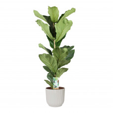 Ficus Lyrata in ELHO sierpot Vibes Fold Round (zijdewit)