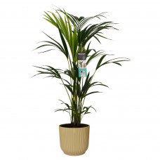 Decorum Kentia Palm in ELHO sierpot Vibes Fold (botergeel)