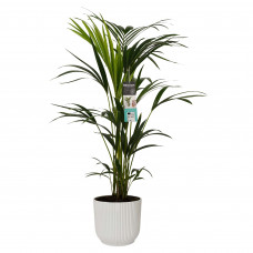 Decorum Kentia Palm in ELHO sierpot Vibes Fold (zijdewit)