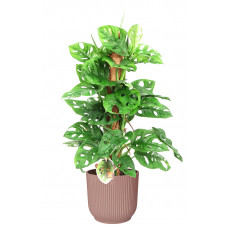 Monstera Monkey Leaf met mosstok in ELHO ® Vibes Fold Rond (delicaat roze)