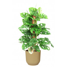 Monstera Monkey Leaf met mosstok in ELHO ® Vibes Fold Rond (botergeel)