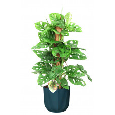 Monstera Monkey Leaf met mosstok in ELHO ® Vibes Fold Rond (diepblauw)