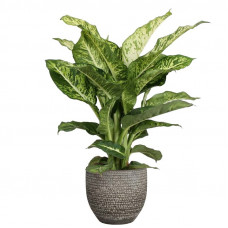 Dieffenbachia Mars in Mica sierpot Carrie (donkergrijs)