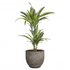 Dracaena dermensis lemon lime in Mica sierpot Carrie (donkergrijs)