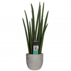 Decorum Sansevieria Cylindrica rocket in Mica sierpot Jimmy (lichtgrijs)