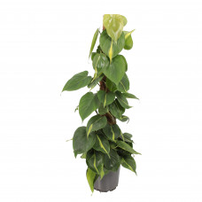 Philodendron Scandens Brasil met mosstok