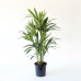 Kentia Palm 