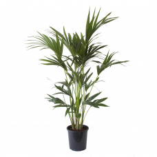 Kentia Palm