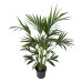 Kentia Palm