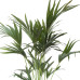 Kentia Palm in ELHO sierpot (Brussels Round zwart)