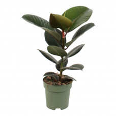 Ficus Elastica Robusta 