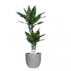 Dracaena Janet Lind  in Mica sierpot Jimmy (lichtgrijs)