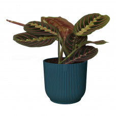 Maranta leuconeura  Tricolor  in ELHO sierpot Vibes Fold (diepblauw)