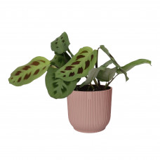 Maranta leuconeura ‘Kerchoveana’ in ELHO sierpot Vibes Fold (delicaat roze)