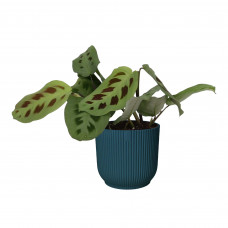 Maranta leuconeura ‘Kerchoveana’ in ELHO sierpot Vibes Fold (diepblauw)