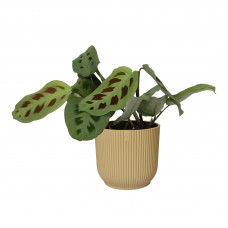 Maranta leuconeura ‘Kerchoveana’ in ELHO sierpot Vibes Fold (botergeel)