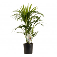 Kentia Palm